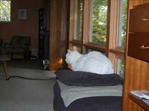 Edam Cat Dancing