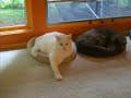 Edam Cat Dancing