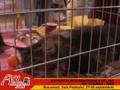 Expozitia Felina Internationala de Toamna 2008