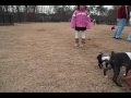 Atlanta Area Boston Terrier Meetup Group