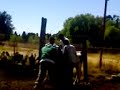 La ca�da del frijol peruano.3gp
