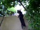My German Shepard dog.