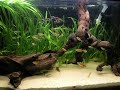 koperzalm_hasemania nana.AVI