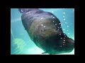 Lobo-marinho do aquario de santos.Muito dócil. 