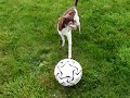 OwnMoreOfTheInternet.com WATCH A Dog Play Soccer - Football!