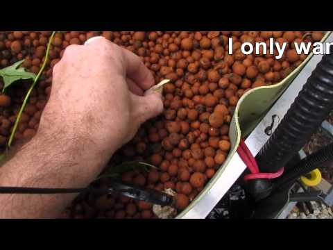 how to grow garlic in austin tx