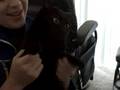 videos de I am kitty cat- expo style