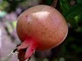 Bahariyyih (Poem of the Seasons) by Naeem Sedehi