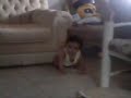 meu princepe lindo Pedrinho na vovo