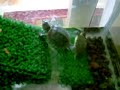 mis tortugas