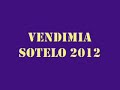 VENDIMIA SOTELO 2012