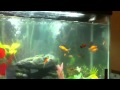 Diesel 35 Gallon Fish Tank