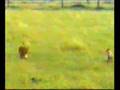 Altruism in Cheetah