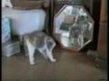 猫の喜劇