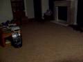 Brussels Griffon video