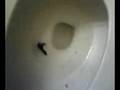 poor fishy