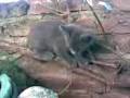 videos de Se regalan 4 gatitos (2 machos, 2 hembras) y su madre. Zona oeste: Castelar - Morón - Ituzaingó