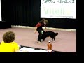 vitello dog\