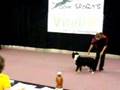 vitello dog's sport, dog dance 2007, 1