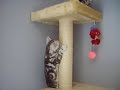 British shorthair silver tabby: Fluffy and Kyto