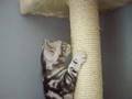 British shorthair silver tabby: Fluffy and Kyto