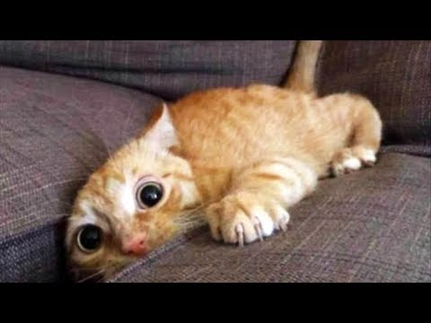 VOUS CRY DE RIEN en regardant cet ultime drôle Animaux VINES