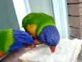 burung atas tangan #2