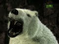 Polar Bear Rescue
