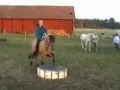 Horsemanship clinic - Sverige