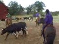 Horsemanship clinic - Sverige