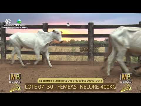 515� LEIL�O VIRTUAL MB LEIL�ES