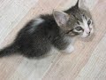 The Whole Kitte \ The Whole Kitte \