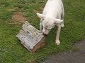 Sky Dog 1