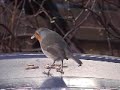 Mr Robin loves Wiggly Worms