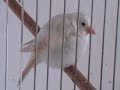 Darrrrek - Breeding carduelis major SATIN-WITKOP MUTATION YOUNG