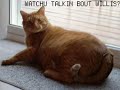 Fat Lolcat - Lolcats Fattest