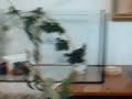 stickriding-stick-insects.html