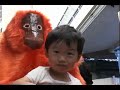 Karahori Orangutan