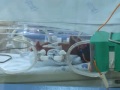 Meu Bebê