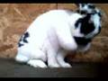 Pixie Grooming Herself; cute ! x