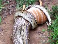 Python eating Nyala Python eating Nyala