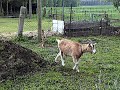 Ziegen-Fr�hling Mai 08