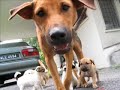 ABUSED DOG BLUES