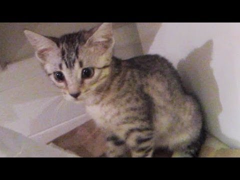 NYLAH THE KIITTY