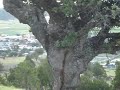 Milpillas de la Sierra 2008! video 3