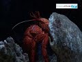 Aquarium des lagons � Noum�a : les videos voile