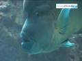 Aquarium des lagons à Nouméa