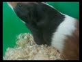 My little cute guinea pig!!! My little cute guinea pig!!!