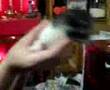 my little cats