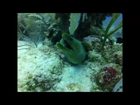 how to treat eel bites